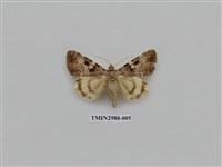 藏品(夜蛾382)的圖片